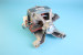 C00145039 Двигатель Indesit Ariston:1